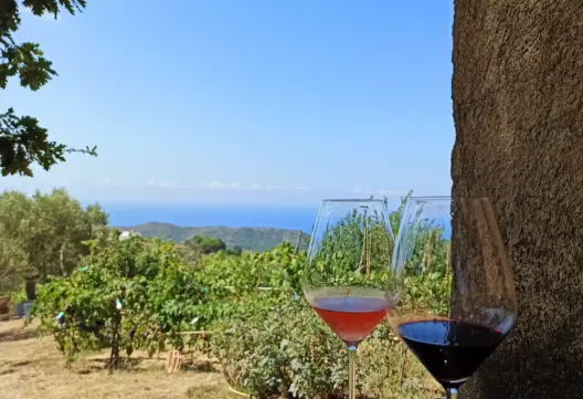 Amalfi Coast Wine Tour